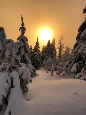 Late-afternoon sunshine filters through the fog over the cross-country ski trails at Mount Spokane State Park on Dec. 4, 2016. (Jayne McLaughlin)