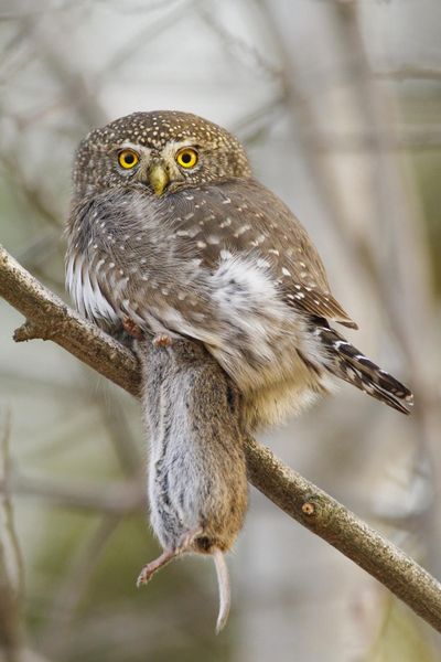 A Northern Pygmy Owl rests after tackling a vole at Liberty Lake County Park. (Brent Flint)