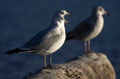 
Adult nonbreeding ring-billed gulls show speckled brown plumage on the back of the neck.
 (Photos by Tom Davenport / The Spokesman-Review)