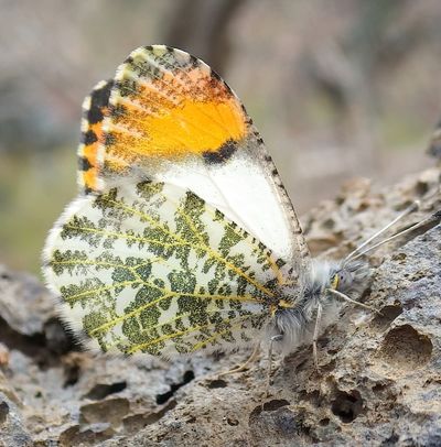 A Julia orangetip sits on a rock last month at Dishman Hills Conservancy in Spokane. This springtime butterfly – once known as Sara – is a homebody with a short flight season.  (Carl Barrentine)