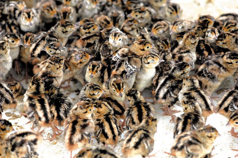 Week-old pheasant chicks huddle in an incubator before they can be released. (Steve Hanks)