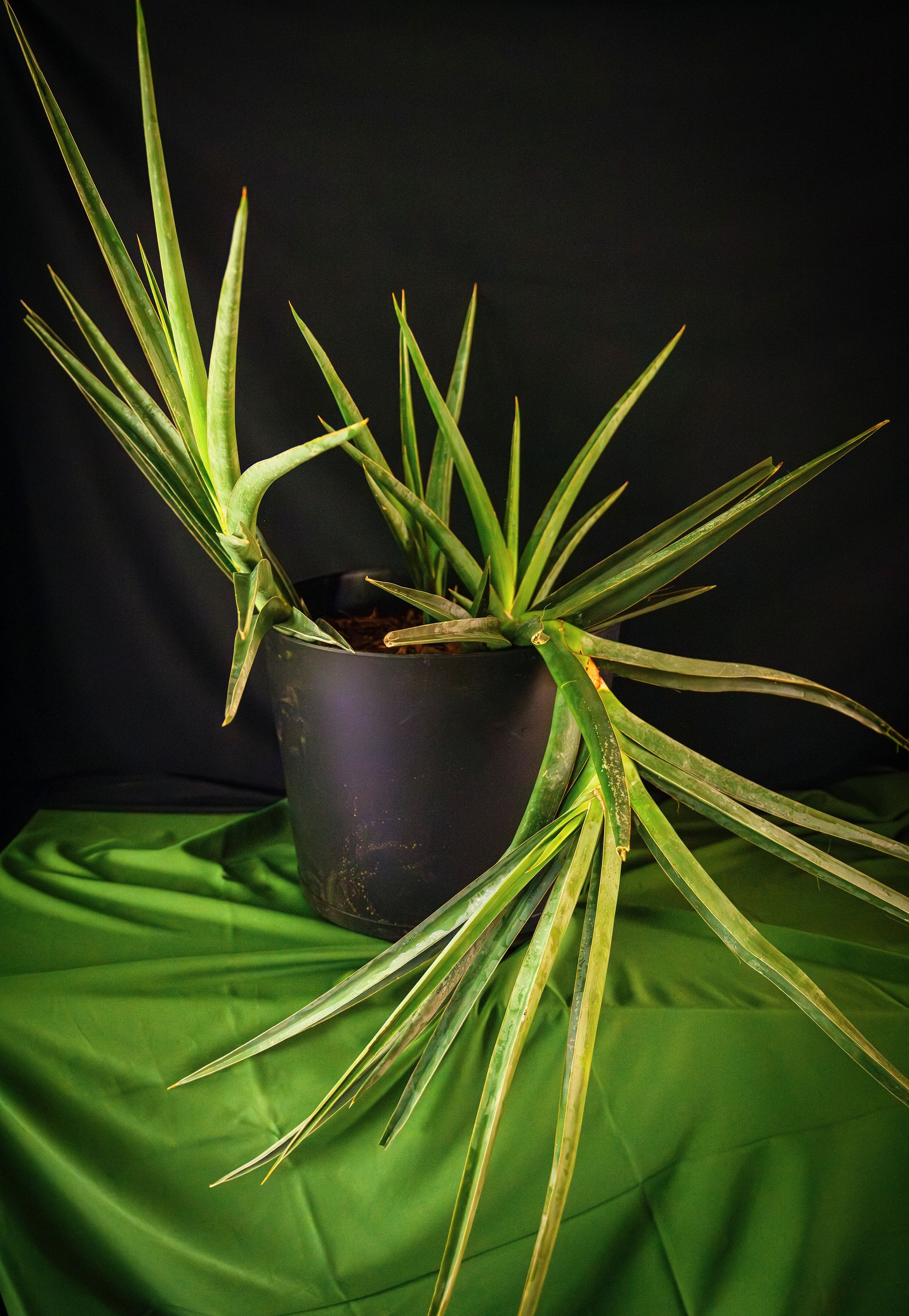 You've seen one snake plant, you haven't seen them all