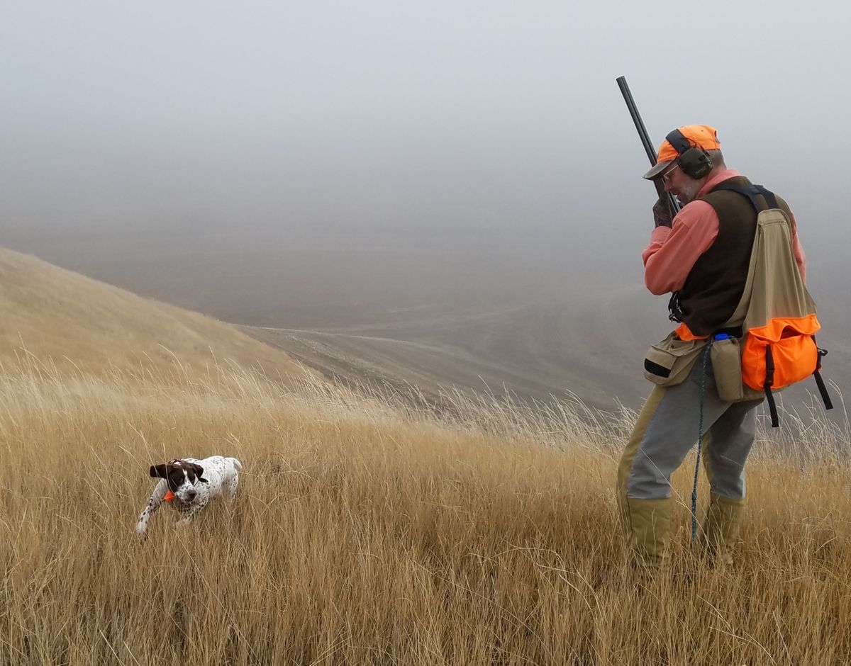 A trained bird dog can help find birds before the flush, as well as downed birds after the shot.  ((RICH LANDERS/FOR THE SPOKESMAN-REVIEW))