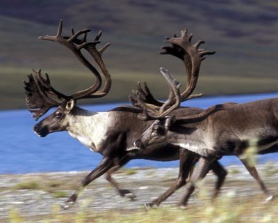 Barren ground caribou bulls in the Arctic National Wildlife Refuge of Alaska. (Harvey L. Brown )