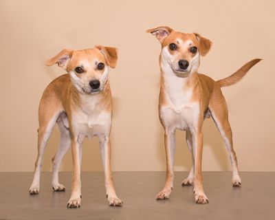 A pair of small mixed breed dogs are available for adoption at Spokane County Regional Animal Protection Service in Spokane Valley. (Karen Fosberg / Karen Fosberg/For The Spokesman-Review)
