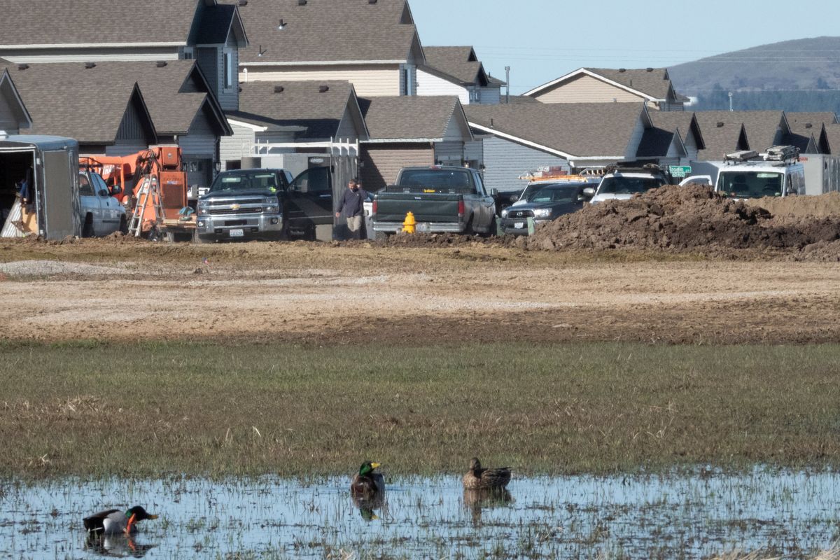Ducks float in a field next to new homes on the West Plains in this March 2022 photo. Stormwater treatment and runoff will be in the hands of new developers in the area.  (Jesse Tinsley/The Spokesman-Review)