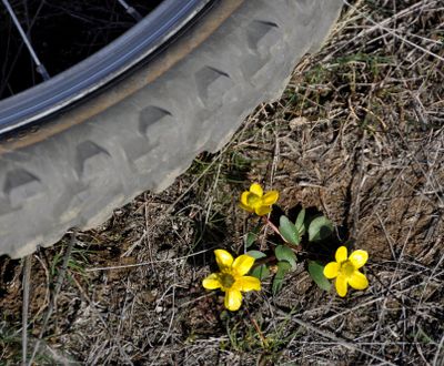 March buttercups greet mountain bikers in the Eastern Washington scablands. (Rich Landers)