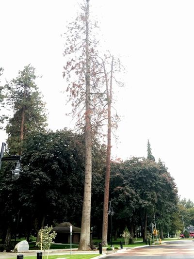 2 dead trees at City Park that will be removed this week. (City of Coeur d'Alene photo)