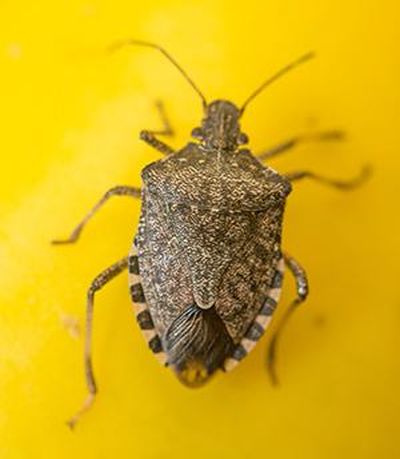 The brown marmorated stink bug is characterized by alternating light and dark marks on the edge of its back and alternating light and dark stripes on its antenna. This stink bug could do a lot of damage to the state’s fruit and vegetable crops. (Washington State University)