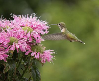 Closing in: A hummingbird is attracted to Bee Balm outside Cortney Litwin’s South Hill garden last week. Submit gardening photos at www.spokesman.com/reader-photos.