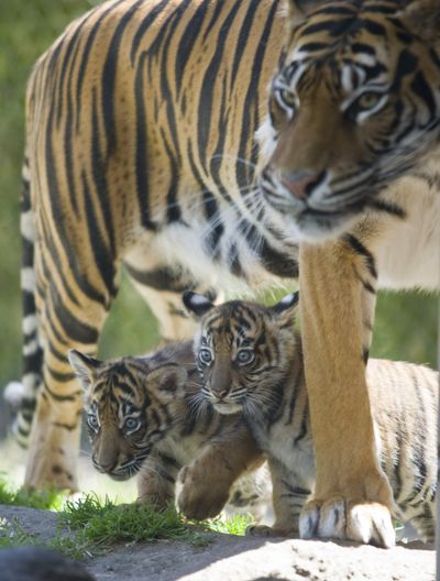 Eight-week-old Mali and Bima are seen with their mother, Jaya, in July. (Associated Press)