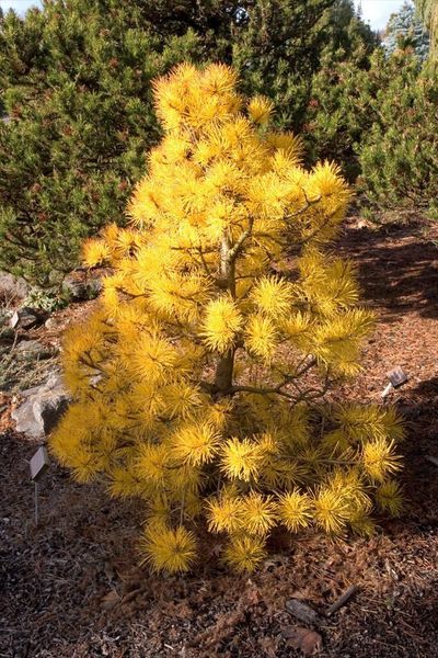The Chief Joseph pine is a sport of the lodgepole pine. It has bright yellow needles in the winter. It’s smaller size is perfect for a smaller garden.  (WSU Extension)