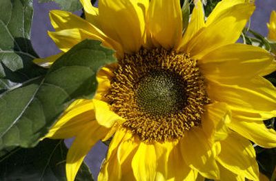 Sunflowers are among the diverse offerings at area farmers' markets.
(Dan Pelle / The Spokesman-Review)