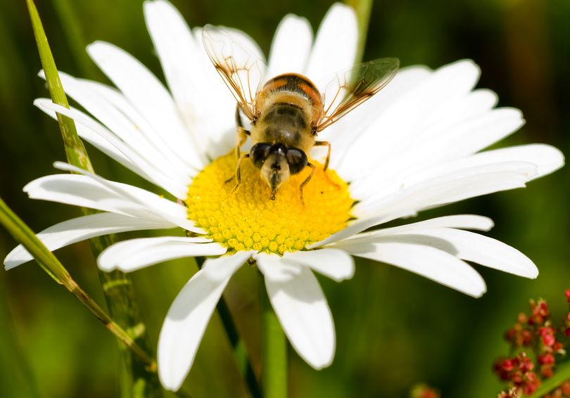 In a field of wild flowers near Hayden, Idaho a honeybee gathers nectar from a daisy Wednesday June 24, 2009  COLIN MULVANY colinm@spokesman.com (Colin Mulvany / The Spokesman-Review)