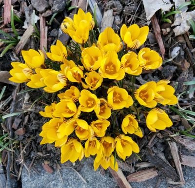 Spurred by a mild first half of March, crocuses herald the arrival of spring in Moscow on Sunday.  (Linda Weiford/For The Spokesman-Review)
