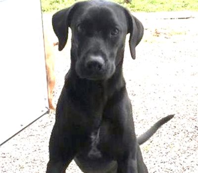 Arfee the Labrador was shot by a Coeur d’Alene police officer in July. His owner, Craig Jones, has filed a claim with the city.