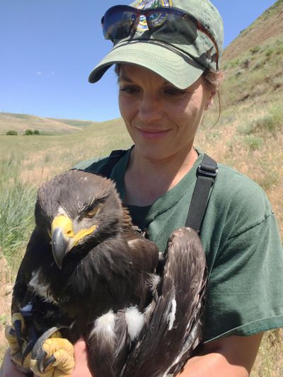 Wildlife biologist Carrie Lowe holds a young golden eagle captured in southeastern Washington for banding. (COURTESY / COURTESY)