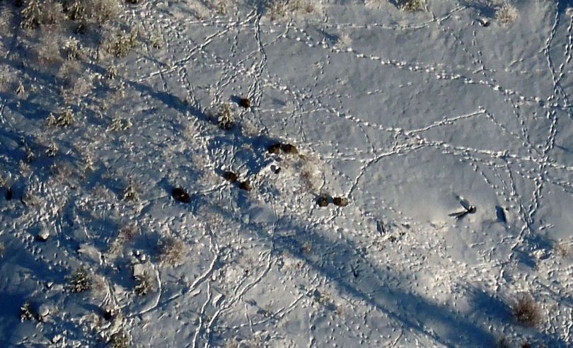 At least eight wolves from the Diamond Pack of central Pend Oreille County are shown in this aerial photo snapped around Christmas during a Washington Fish and Wildlife Department survey.
 (Washington Fish and Wildlife Department)