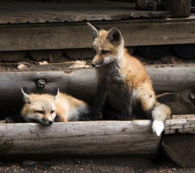 ORG XMIT: WYPOW107 This June 11, 2009 photo shows two kit foxes lounging on the steps of the old Pahaska lodge in North Fork, Wyo. (AP Photo/The Powell Tribune, John Wet) (John Wet / The Spokesman-Review)