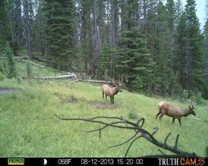 Bull elk pass by a trail cam in mid-August. (courtesy)