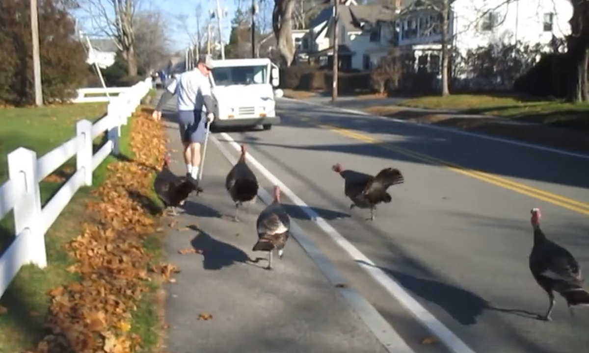 Video evidence: wild turkeys taking over the world | The Spokesman-Review