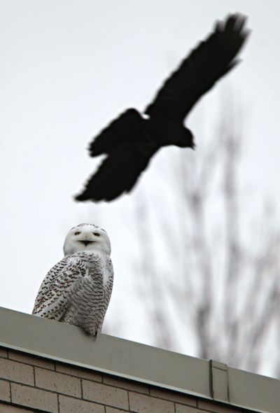 In this photo taken Tuesday, a snowy owl responds to a nearby crow from its perch on the western side of Everett High School. Various crows swooped by trying to harass the owl, but the owl refused to move from its perch on the second story of the building. (Associated Press)