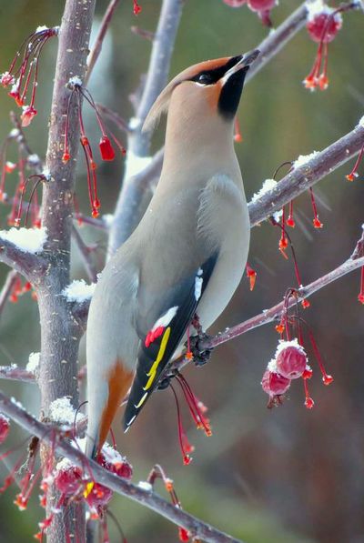 A Bohemian waxwing feeds on the fruit of a prairie fire dwarf crabapple in the Methow Valley. (Libby Schreiner)