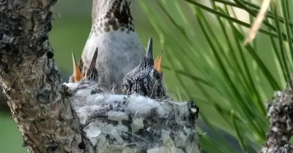 Cool Critters: Tiny hummingbird moms deserve big-league gratitude on Mother’s Day