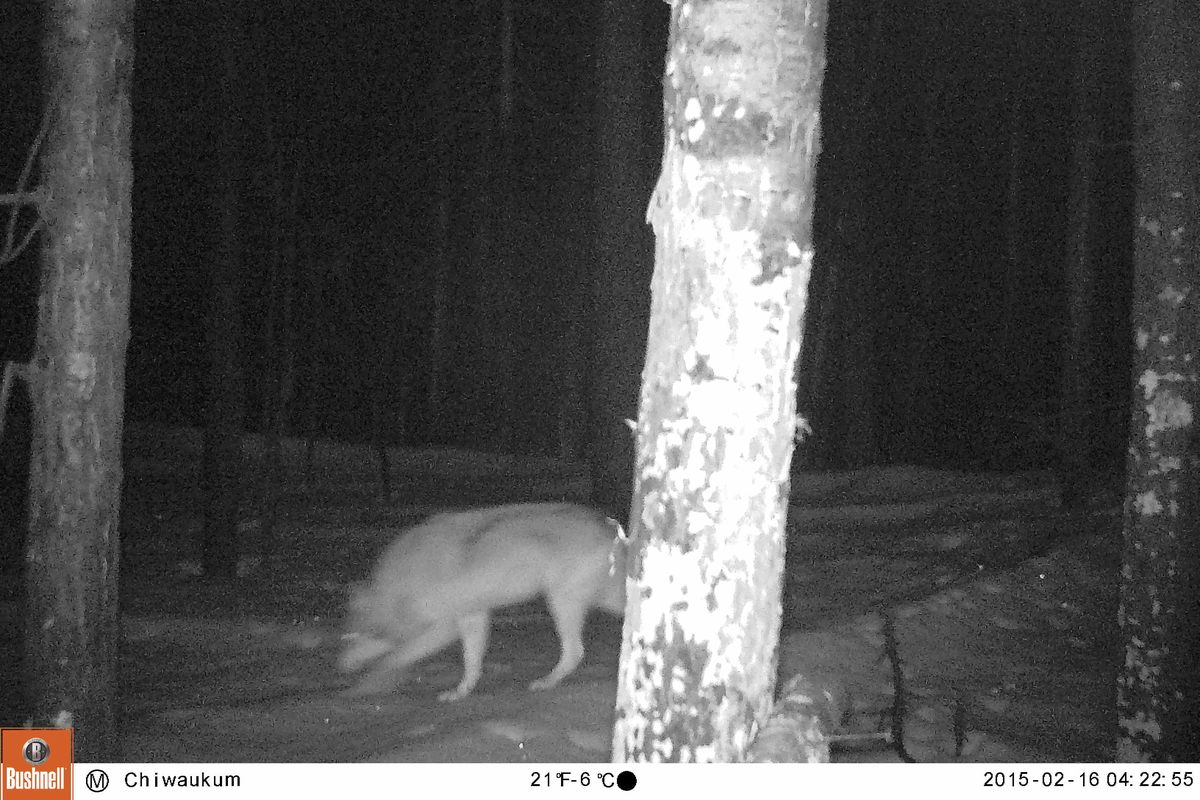 A trail-cam monitored by Conservation Northwest snapped this photo on Feb. 16, 2015 of an animal later confirmed as a gray wolf by Washington Department of Fish and Wildlife biologists. The location, known as the Chiwaukum Range on the Okanogan-Wenatchee National Forest in the Cascade Mountains, is roughly 75 miles northeast of Seattle. The site is between Stevens Pass and Leavenworth, south of Highway 2. (Conservation Northwest)