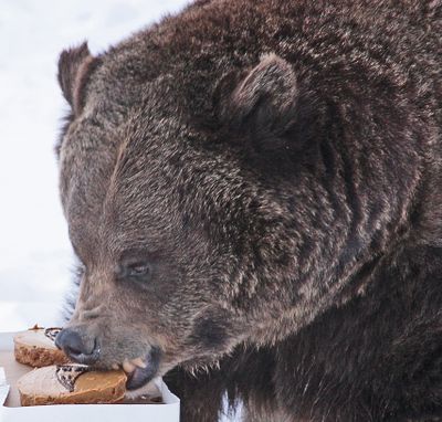 Tastes like a winner: ZooMontana’s Ozzy the grizzly bear eats a cake with the New England Patriots logo at the zoo Friday in Billings, indicating his preference for the Patriots to win the Super Bowl. The game is Feb. 1 at the University of Phoenix Stadium in Glendale, Ariz. (Associated Press)