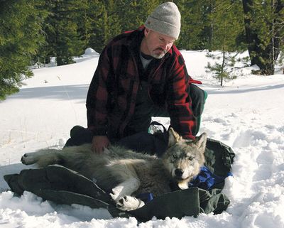 This Feb. 13, 2010 file photo provided by the Oregon Department of Fish and Wildlife shows wolf coordinator Russ Morgan with a female wolf pup just fitted with a radio collar in northeastern Oregon. For the past year, Oregon has been a wolf-safe zone, where a temporary court order bars wildlife officials from killing wolves that kill livestock. While wolf numbers has risen to 46, the number of livestock kills has not. Wolf advocates hope the Oregon experiment can spread elsewhere, especially Idaho, where rising numbers of wolves killed last year was accompanied by a spike in livestock attacks. (Oregon Department Of Fish And Wildlife)