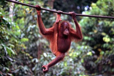 
Orangutans are a common sight on Borneo. Top: The Regency Pelagus Resort sits deep in the Sarawak rain forest. Washington Post
 (Glenn Kessler photos Washington Post / The Spokesman-Review)