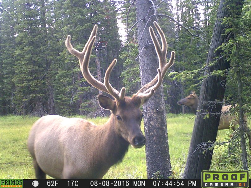 A bull elk in velvet visits a wallow in August. Note the bowhunter's tree stand ready for the September season in the background. (Courtesy)