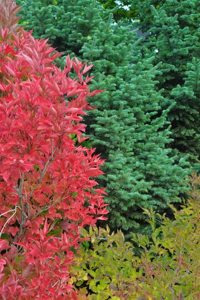 The brilliant red of the viburnum brings out the gray-green of the fir behind it. What better way to light up a fall garden? (PAT MUNTS)