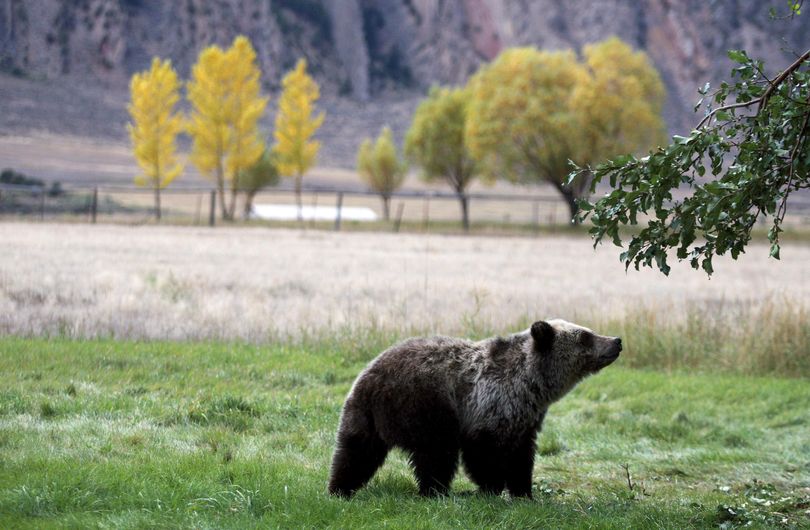 A grizzly bear cub searches for fallen fruit beneath an apple tree Sept. 25, 2013, a few miles from the north entrance to Yellowstone National Park in Gardiner, Montana. (Associated Press)