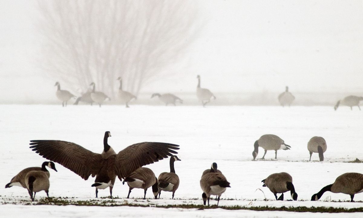 Idaho sets waterfowl hunting seasons The SpokesmanReview