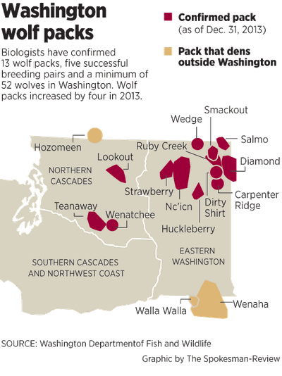 The Ruby Creek Wolf with ear tag No. 47, was monitored regularly after being captured on July 15, 2013, and fitted with a radio collar. That monitoring eventually helped Washington Department of Fish and Wildlife biologists determine the wolf's range and the habitat it prefers during different times of the year. It also showed that the yearling female was running with at least one other female wolf. The result was the confirmation of a Ruby Creek Pack, one of four new wolf packs confirmed in Washington in 2013. (Rich Landers)