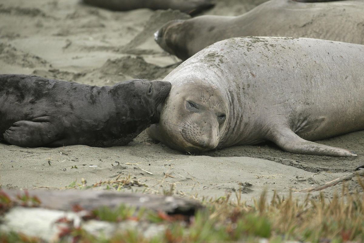 Elephant seals and their pups occupy Drakes Beach, Friday, Feb. 1, 2019, in Point Reyes National Seashore, Calif. Tourists unable to visit a popular beach in Northern California that was taken over by a colony of nursing elephant seals during the government shutdown will be able to get an up-close view of the creatures, officials said Friday. Rangers and volunteer docents will lead small groups of visitors starting Saturday to the edge of a parking lot so they can safely see the elephant seals and their newborn pups, said park spokesman John Dell’Osso. (Eric Risberg / Associated Press)