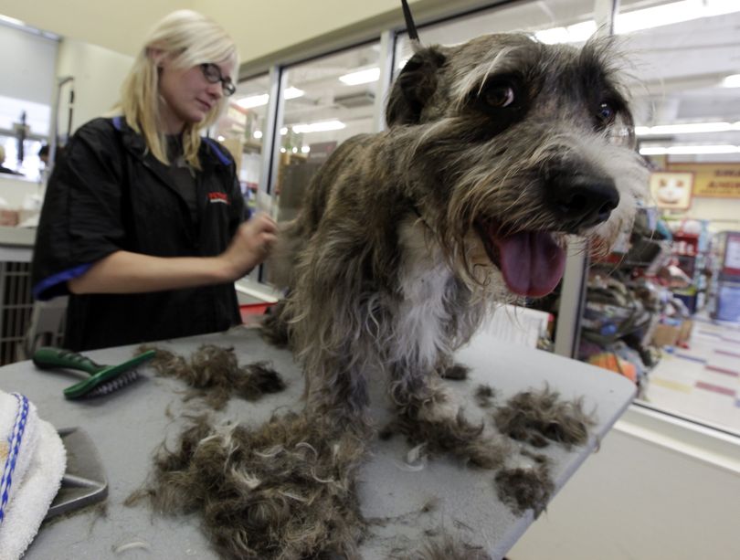 This Saturday, June 11, 2011 photo shows animal groomer Ana Sondall as she gives her client Bodie a summer cut at Petco in the Van Nuys section of Los Angeles. A dog's coat is like insulation, warding off cold in the winter and heat in the summer. Trim, but don't give your dog a crew cut or such a close shave that it takes away that protection. Dogs can get sunburn and skin cancer, so never cut fur shorter than an inch. (Richard Vogel / Associated Press)