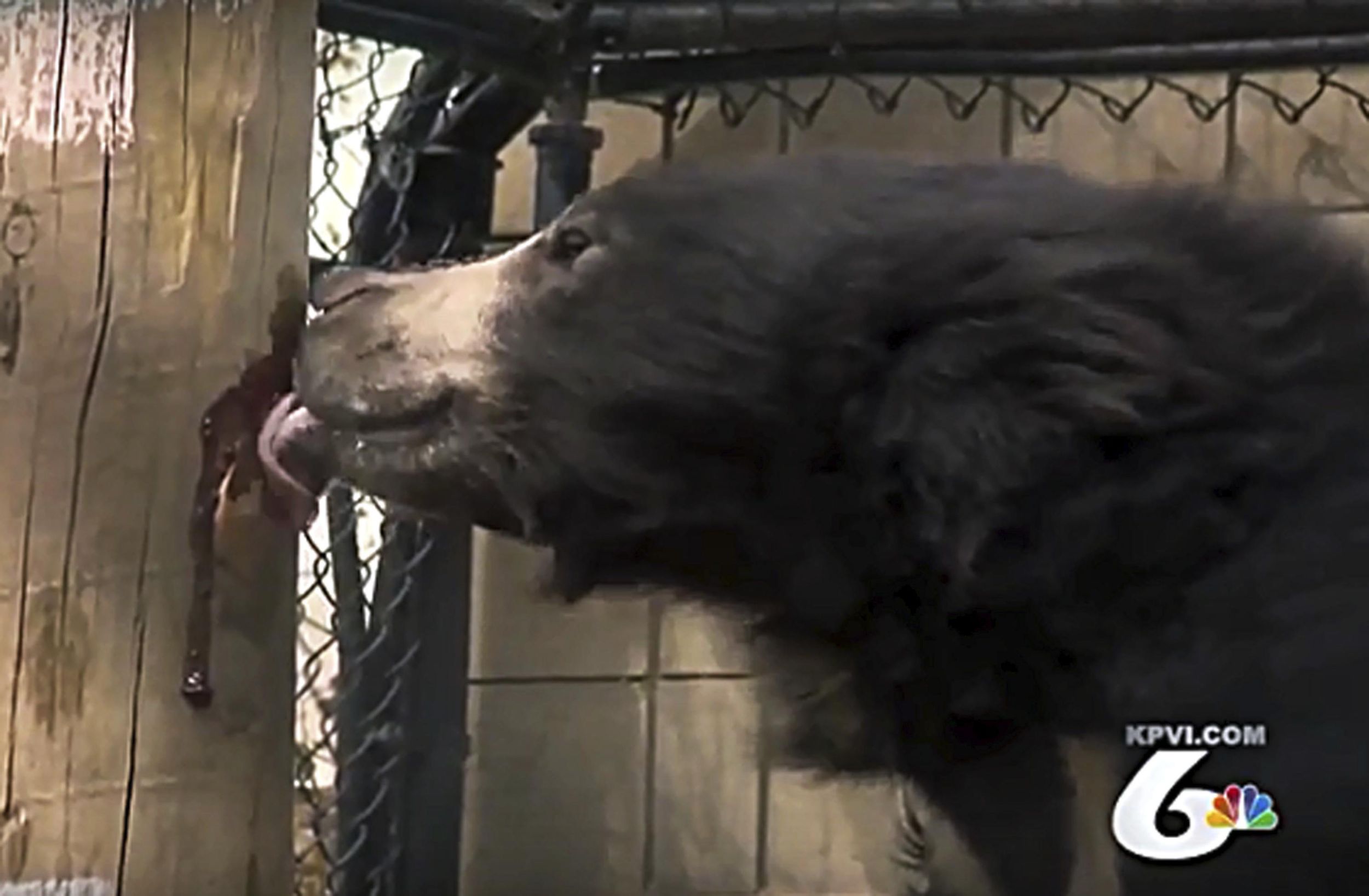 Sloth bear cub leaving Idaho zoo for species survival effort | The ...