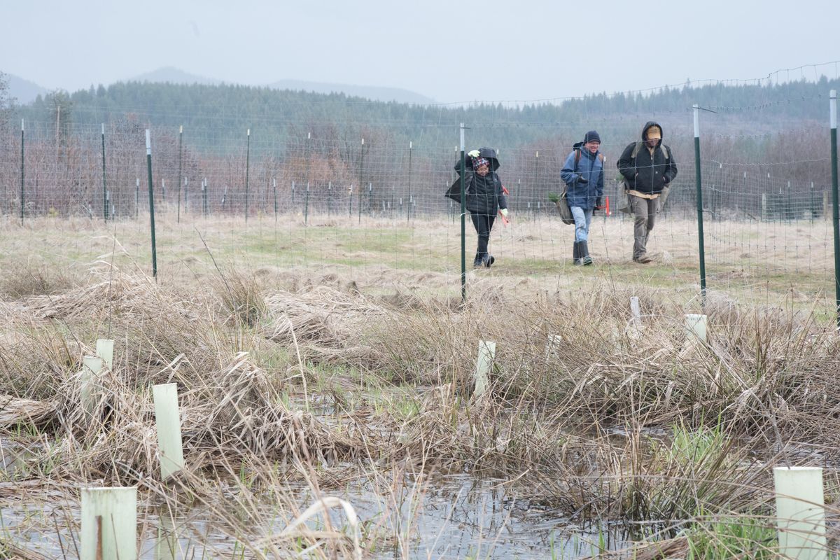 Volunteers with Trout Unlimited walk by a marshy area adjacent to Hangman Creek on April 13. The volunteers were planting ponderosa pine in conjunction with the Coeur d