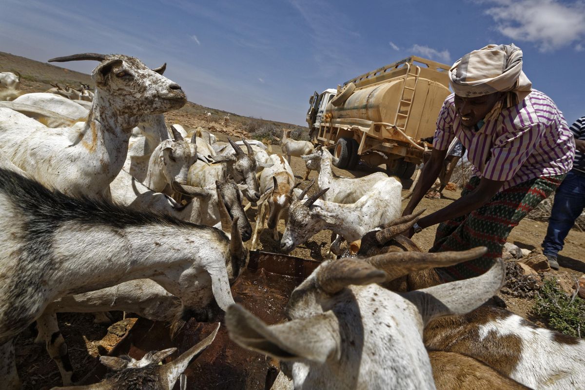 Herder Ahmed Haji, 30, waters his goats Wednesday, March 8, 2017, using water trucked in by a tanker in a remote desert area near Bandar Beyla in Somalia’s semiautonomous northeastern state of Puntland. (Ben Curtis / Associated Press)