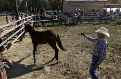 
Horse trainer Jess Schneider sends a young horse around the arena at Selkirk Mountain Elk Ranch near Bonners Ferry on Saturday where 42 horses, claimed from a horse owner who no longer could care for them, were sold to the highest bidder or for a minimum bid of $250. Most of the horses have Appaloosa bloodlines. 
 (Jesse Tinsley / The Spokesman-Review)