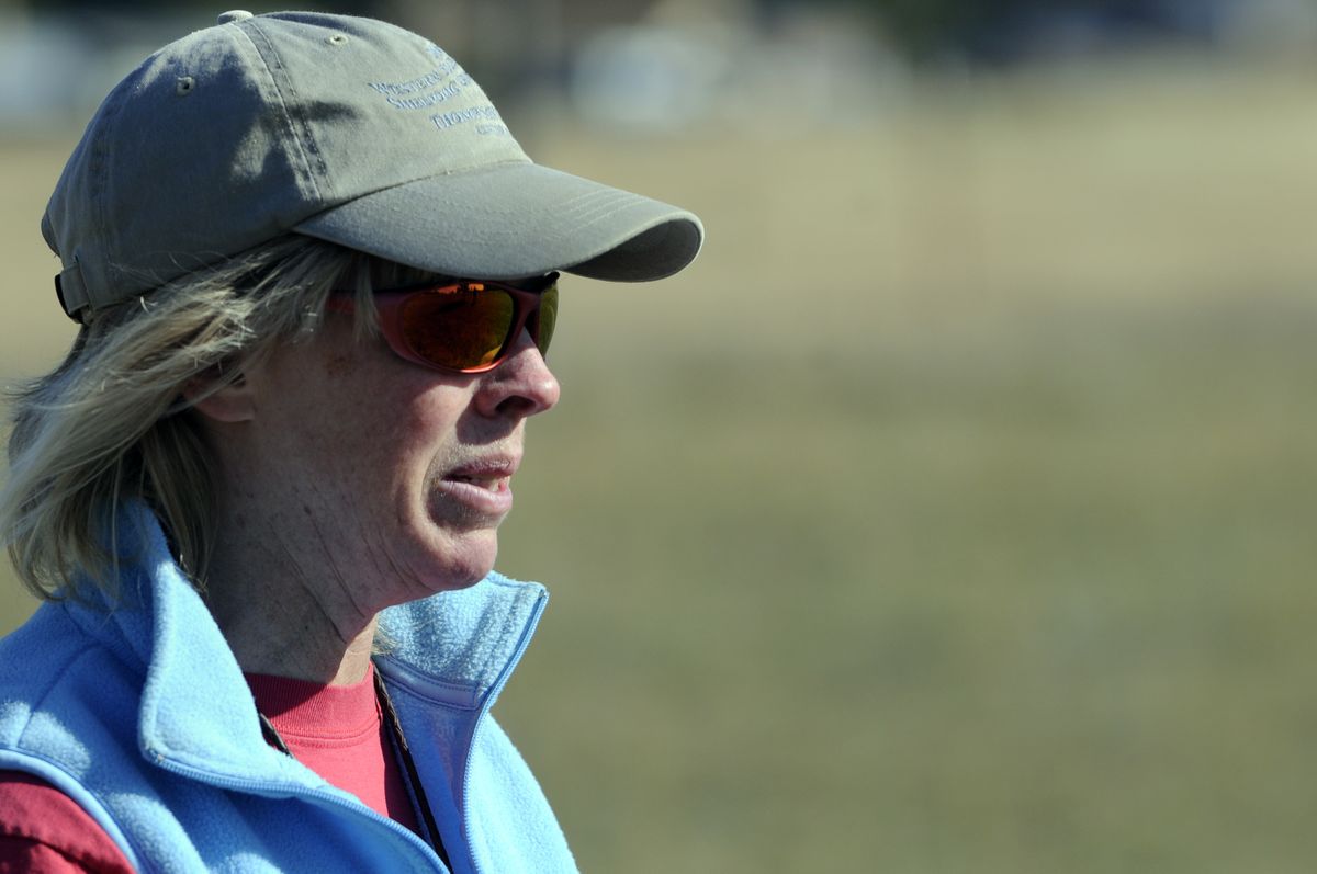 Williams watches her border collie sheepdogs work with a group of sheep in her field. (Jesse Tinsley / The Spokesman-Review)