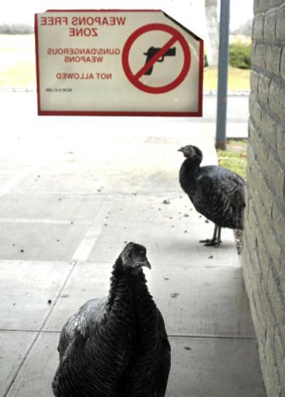 
Wild turkeys  visit   Mountain View Middle School in Spokane County almost every day. Tuesday was no exception as the birds peered into the building.
 (Jed Conklin / The Spokesman-Review)