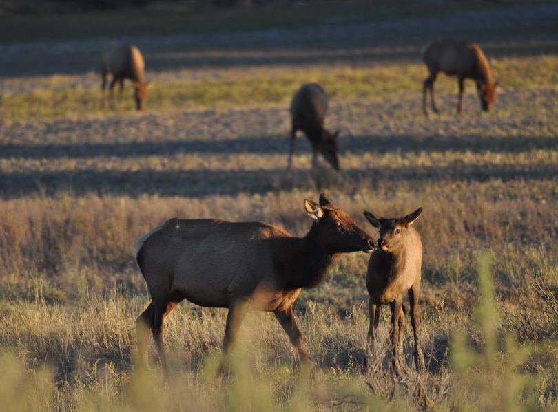 Antlerless elk are getting more protection in Idaho and Washington hunting seasons this year to help boost production of calves next spring. (Rich Landers)