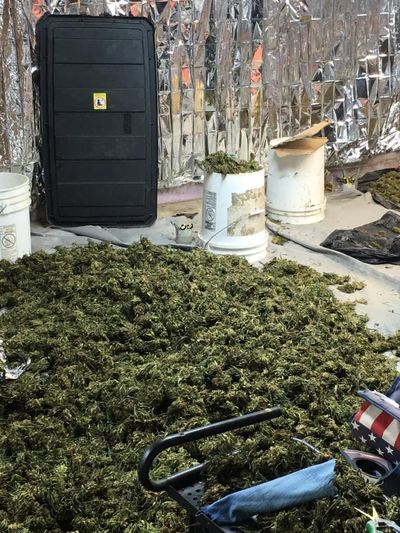 A portion of the marijuana seized in the unincorporated town of Cunningham in Adams County on Wednesday, Aug. 9, 2017. (Adams County Sheriff’s Office)