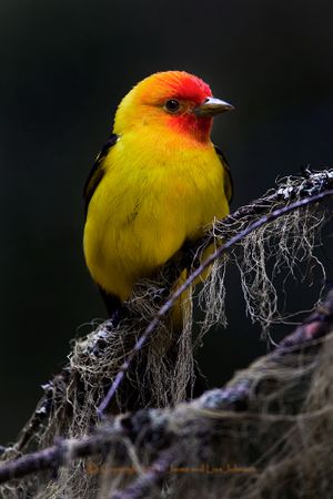 Western tanager male in June. (Jaimie Johnson)