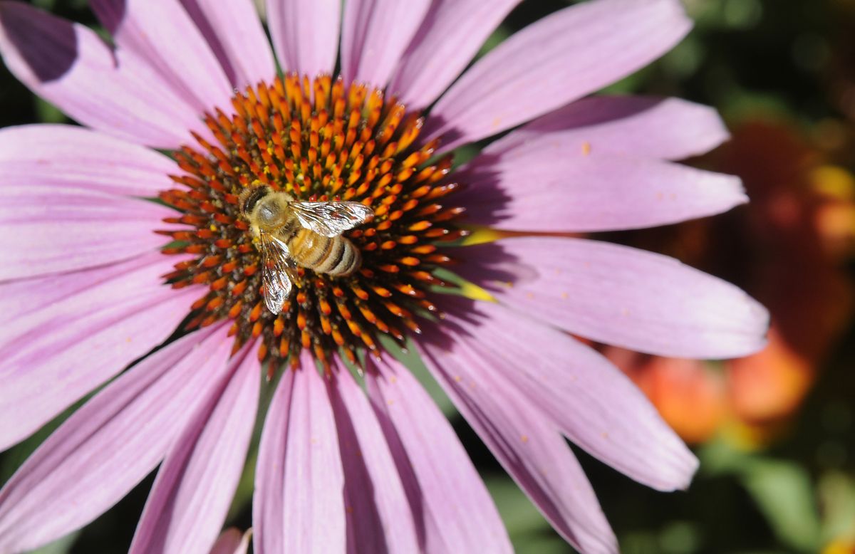 A bee does its busywork on flowers at the University of Idaho Art and Architecture Building’s rain garden.  (Photos by DAN PELLE / The Spokesman-Review)