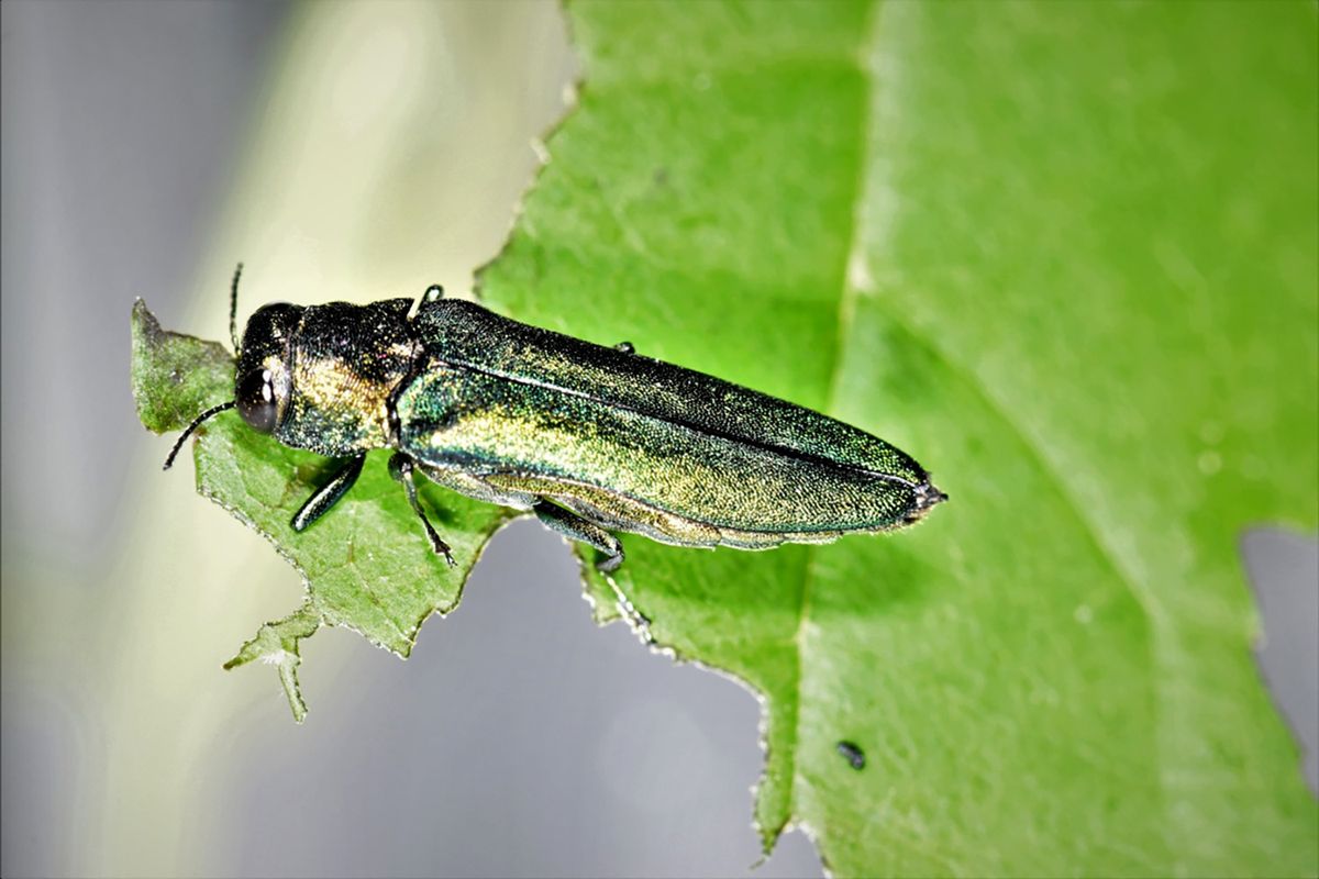An adult emerald ash borer feeds on an ash leaf. The beetles eat only ash trees, and they have killed millions of them in North America.  (Jian Duan/USDA)